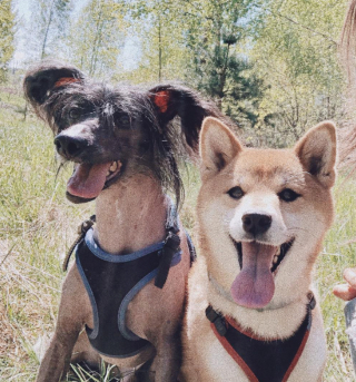 Illustration de l'article : 20 photos pour faire connaissance avec Jyrki, Chien Chinois à crête qui fait fondre les cœurs sur Instagram