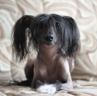 Illustration de l'article : 20 photos pour faire connaissance avec Jyrki, Chien Chinois à crête qui fait fondre les cœurs sur Instagram