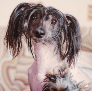 Illustration de l'article : 20 photos pour faire connaissance avec Jyrki, Chien Chinois à crête qui fait fondre les cœurs sur Instagram