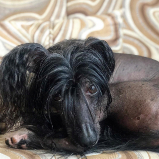 Illustration de l'article : 20 photos pour faire connaissance avec Jyrki, Chien Chinois à crête qui fait fondre les cœurs sur Instagram