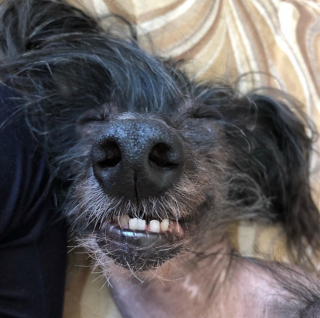 Illustration de l'article : 20 photos pour faire connaissance avec Jyrki, Chien Chinois à crête qui fait fondre les cœurs sur Instagram