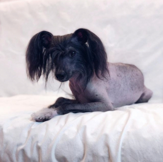 Illustration de l'article : 20 photos pour faire connaissance avec Jyrki, Chien Chinois à crête qui fait fondre les cœurs sur Instagram