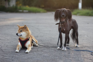 Illustration de l'article : 20 photos pour faire connaissance avec Jyrki, Chien Chinois à crête qui fait fondre les cœurs sur Instagram