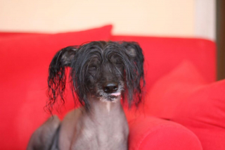 Illustration de l'article : 20 photos pour faire connaissance avec Jyrki, Chien Chinois à crête qui fait fondre les cœurs sur Instagram