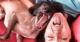 Illustration de l'article : 20 photos pour faire connaissance avec Jyrki, Chien Chinois à crête qui fait fondre les cœurs sur Instagram