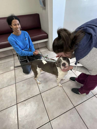 Illustration de l'article : Découvrez Eden, la chienne Pitbull qui tend la patte à quiconque passe devant son box (vidéo)