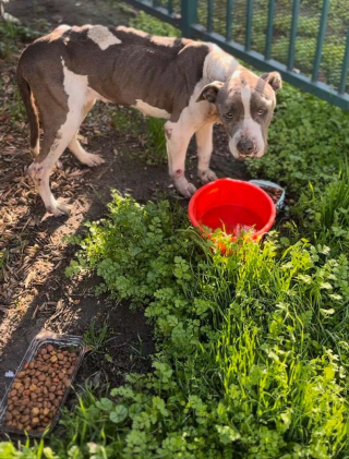 Illustration de l'article : Découvrez Eden, la chienne Pitbull qui tend la patte à quiconque passe devant son box (vidéo)