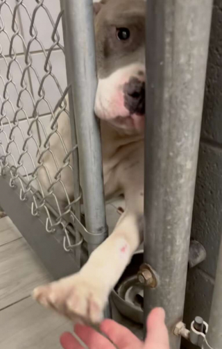 Illustration de l'article : Découvrez Eden, la chienne Pitbull qui tend la patte à quiconque passe devant son box (vidéo)