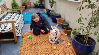 Illustration de l'article : Malgré les préjugés liés à sa race, ce Bouledogue espère trouver un nouveau foyer pour la vie