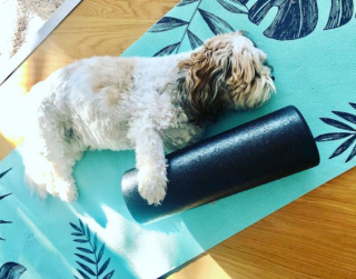 Illustration de l'article : 11 photos drôles et inspirantes de chiens devenus experts du yoga