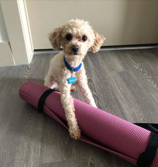 Illustration de l'article : 11 photos drôles et inspirantes de chiens devenus experts du yoga