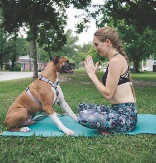Illustration de l'article : 11 photos drôles et inspirantes de chiens devenus experts du yoga