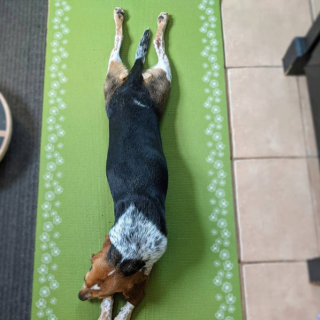 Illustration de l'article : 11 photos drôles et inspirantes de chiens devenus experts du yoga