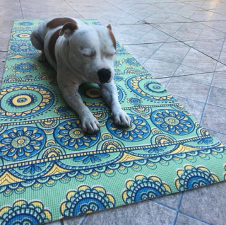 Illustration de l'article : 11 photos drôles et inspirantes de chiens devenus experts du yoga