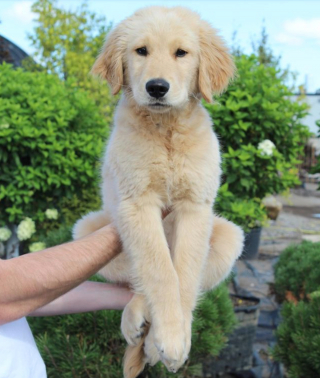 Illustration de l'article : 11 photos drôles et inspirantes de chiens devenus experts du yoga