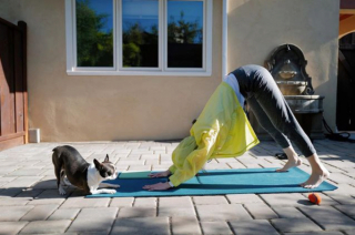 Illustration de l'article : 11 photos drôles et inspirantes de chiens devenus experts du yoga
