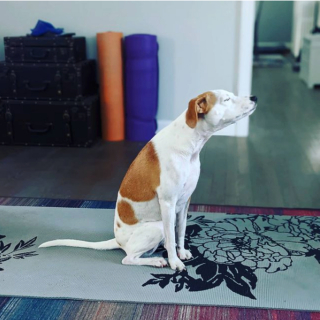 Illustration de l'article : 11 photos drôles et inspirantes de chiens devenus experts du yoga
