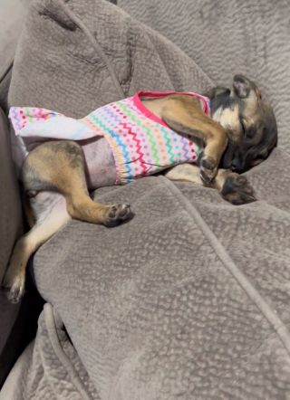 Illustration de l'article : Un chiot est abandonné au beau milieu de la nuit sur le pas de la porte de 2 frères bienveillants (vidéo)