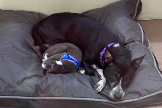 Illustration de l'article : Cette chienne et ce chat sont unis par un lien si fort, qu’ils espèrent de tout cœur pouvoir être adoptés dans la même famille