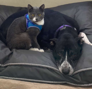 Illustration de l'article : Cette chienne et ce chat sont unis par un lien si fort, qu’ils espèrent de tout cœur pouvoir être adoptés dans la même famille