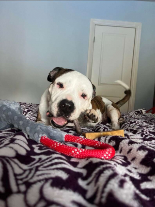 Illustration de l'article : Cette femelle bouledogue attend depuis plus d’un an le foyer qui voudra bien lui offrir une seconde chance