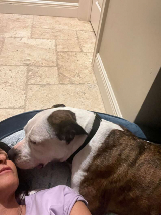 Illustration de l'article : Cette femelle bouledogue attend depuis plus d’un an le foyer qui voudra bien lui offrir une seconde chance