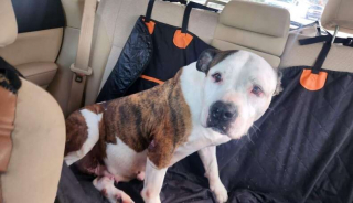 Illustration de l'article : Cette femelle bouledogue attend depuis plus d’un an le foyer qui voudra bien lui offrir une seconde chance