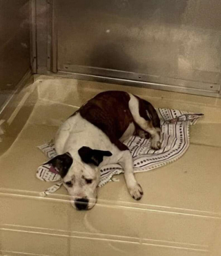 Illustration de l'article : Cette femelle bouledogue attend depuis plus d’un an le foyer qui voudra bien lui offrir une seconde chance