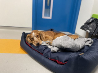 Illustration de l'article : Progressivement devenu aveugle, ce Cocker Spaniel espère que la chance finira par lui sourire