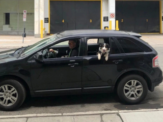 Illustration de l'article : 9 chiens qui ont conquis les cœurs de papas qui refusaient catégoriquement d'en avoir