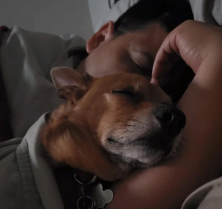 Illustration de l'article : 9 chiens qui ont conquis les cœurs de papas qui refusaient catégoriquement d'en avoir