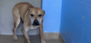 Illustration de l'article : Encore sous le choc de son abandon, ce chien n’arrive pas à s’habituer à l’univers du refuge  