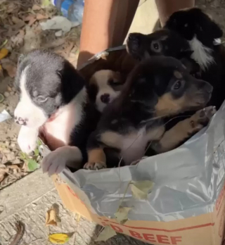 Illustration de l'article : Abandonnés dans une boîte en carton, ces chiots espèrent obtenir une seconde chance