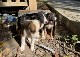 Illustration de l'article : Abandonnés dans une boîte en carton, ces chiots espèrent obtenir une seconde chance