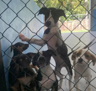 Illustration de l'article : Abandonnés dans une boîte en carton, ces chiots espèrent obtenir une seconde chance