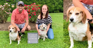 Illustration de l'article : 15 photos de chiens qui ne sont pas d'accord avec ce qu'ils voient et le font savoir par le regard