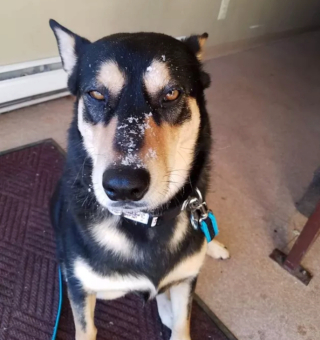 Illustration de l'article : 15 photos de chiens qui ne sont pas d'accord avec ce qu'ils voient et le font savoir par le regard