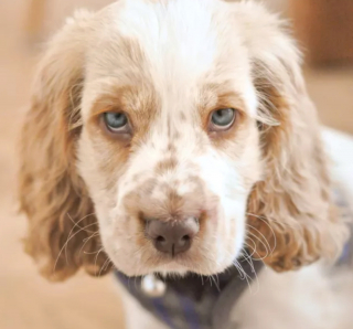 Illustration de l'article : 15 photos de chiens qui ne sont pas d'accord avec ce qu'ils voient et le font savoir par le regard