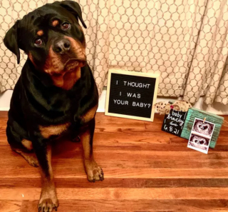 Illustration de l'article : 15 photos de chiens qui ne sont pas d'accord avec ce qu'ils voient et le font savoir par le regard