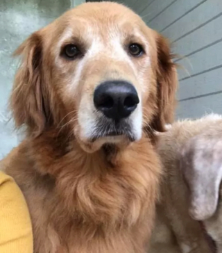 Illustration de l'article : 15 photos de chiens qui ne sont pas d'accord avec ce qu'ils voient et le font savoir par le regard