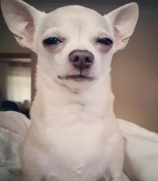 Illustration de l'article : 15 photos de chiens qui ne sont pas d'accord avec ce qu'ils voient et le font savoir par le regard