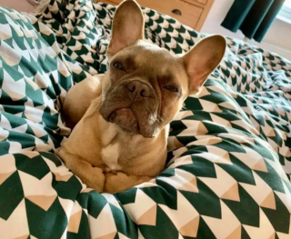 Illustration de l'article : 15 photos de chiens qui ne sont pas d'accord avec ce qu'ils voient et le font savoir par le regard