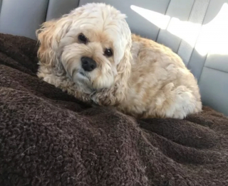 Illustration de l'article : 15 photos de chiens qui ne sont pas d'accord avec ce qu'ils voient et le font savoir par le regard