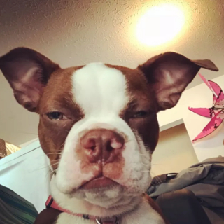 Illustration de l'article : 15 photos de chiens qui ne sont pas d'accord avec ce qu'ils voient et le font savoir par le regard