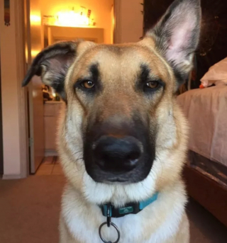 Illustration de l'article : 15 photos de chiens qui ne sont pas d'accord avec ce qu'ils voient et le font savoir par le regard