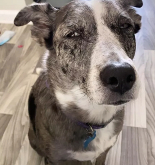 Illustration de l'article : 15 photos de chiens qui ne sont pas d'accord avec ce qu'ils voient et le font savoir par le regard