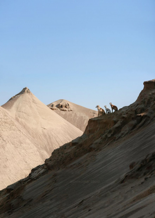Illustration de l'article : 20 photos illustrant la vie trépidante d'un trio de Lévriers férus d'aventures