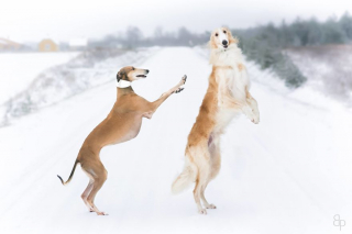 Illustration de l'article : 20 photos illustrant la vie trépidante d'un trio de Lévriers férus d'aventures