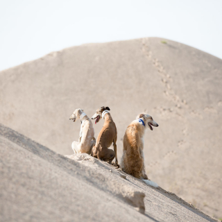 Illustration de l'article : 20 photos illustrant la vie trépidante d'un trio de Lévriers férus d'aventures