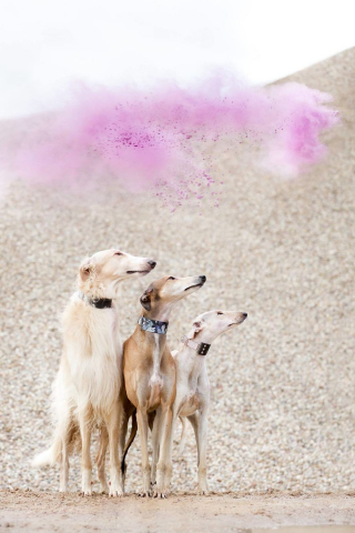 Illustration de l'article : 20 photos illustrant la vie trépidante d'un trio de Lévriers férus d'aventures